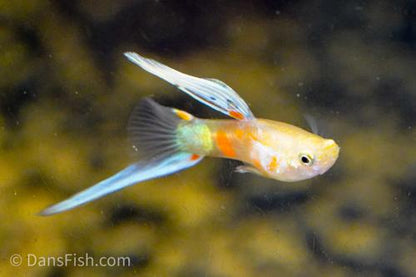 Blonde Vienna Bottom Swordtail Guppy, Pair (1M1F)