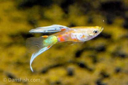 Blonde Vienna Bottom Swordtail Guppy, Pair (1M1F)