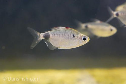 Blood Cap Moon Tetra 'Congo River- Kingabwa'