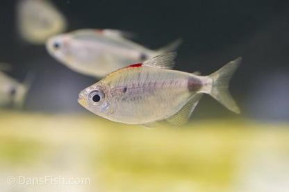 Blood Cap Moon Tetra 'Congo River- Kingabwa'