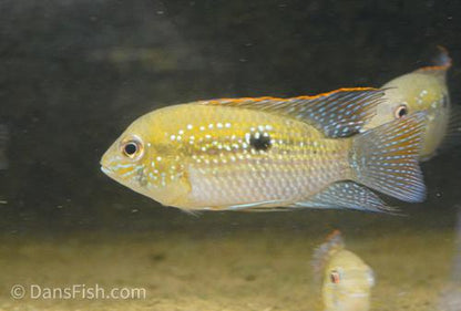 Blue Acara