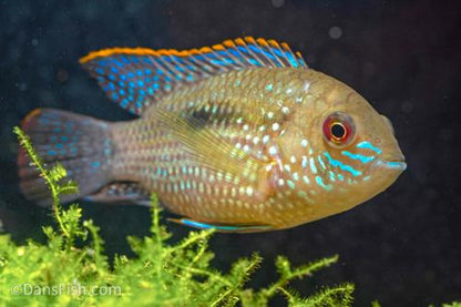Blue Acara