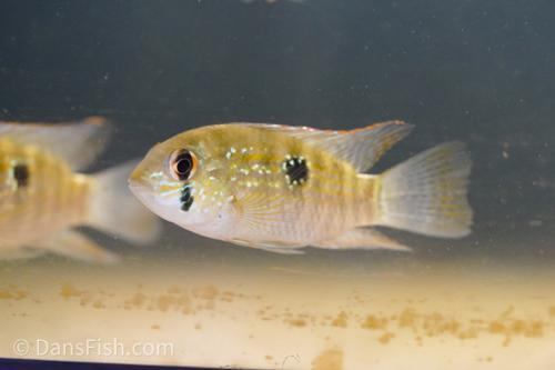 Blue Acara
