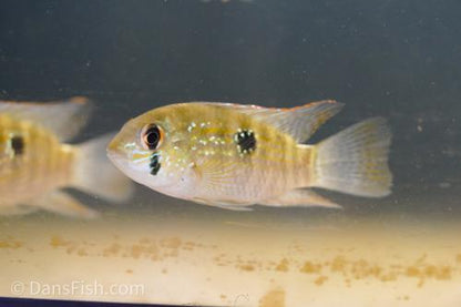 Blue Acara