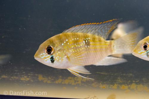 Blue Acara