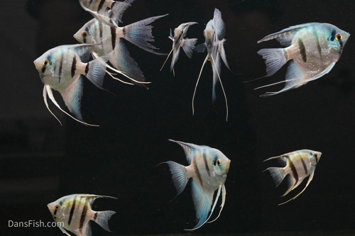 Blue Angelfish