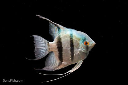 Blue Angelfish