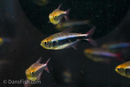 Blue Bleeding Tetra