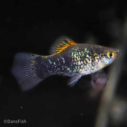Blue Calico Platy