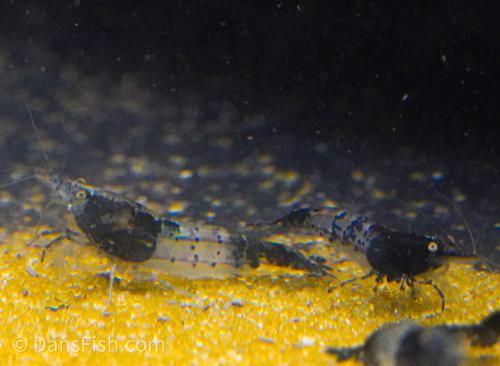 Blue Carbon Rili Shrimp, (4 pack)