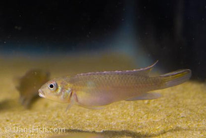 Blue Congo Dwarf Cichlid