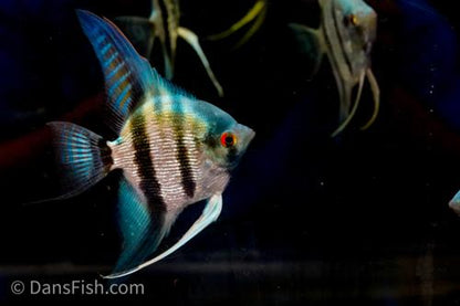 Blue Diamond Angelfish