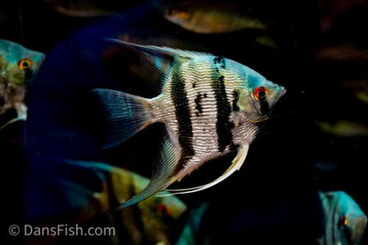 Blue Diamond Angelfish