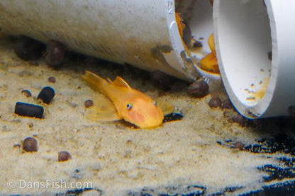 Lemon Blue Eye Bushynose Pleco