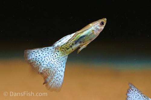 Blue Grass Guppy, Female