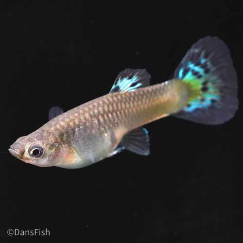 Blue Grass Guppy, Female