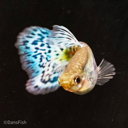 Blue Grass Guppy, Female