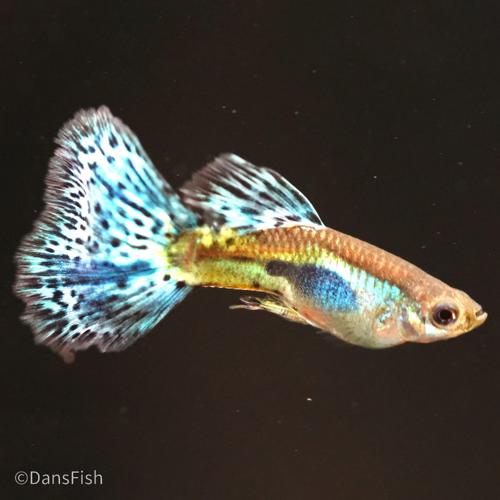 Blue Grass Guppy, Female