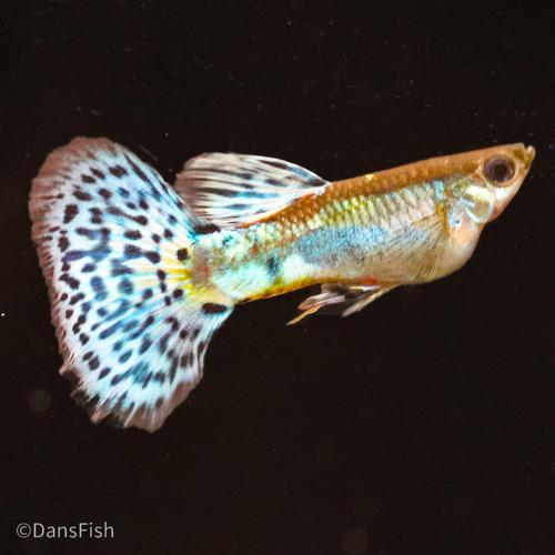 Blue Grass Guppy, Female