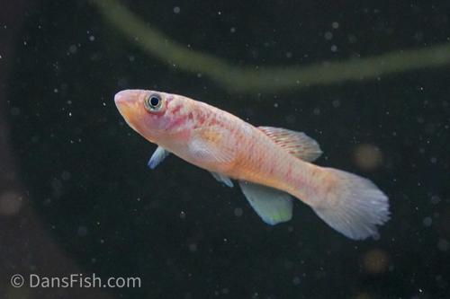 Blue Gularis Killifish 'German Aquarium Strain', Male