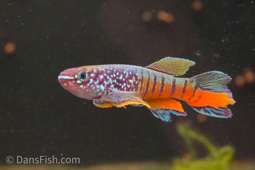 Blue Gularis Killifish 'German Aquarium Strain', Male