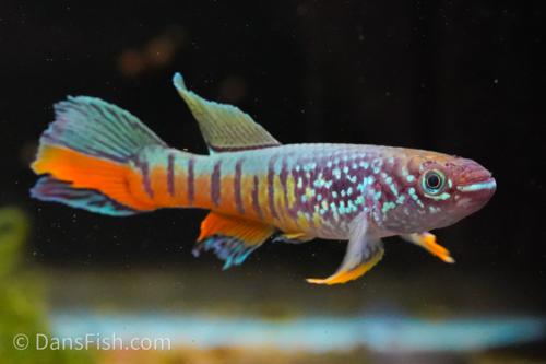 Blue Gularis Killifish 'German Aquarium Strain', Male