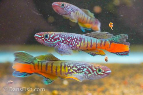 Blue Gularis Killifish 'German Aquarium Strain', Male