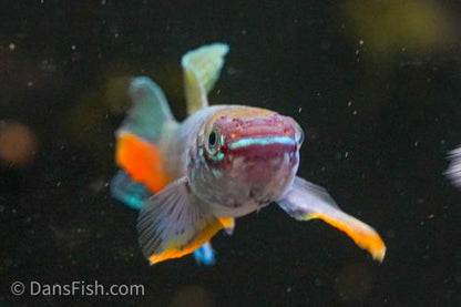 Blue Gularis Killifish 'German Aquarium Strain', Male