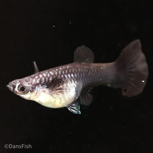 Blue Halfmoon Guppy, Pair (1M1F)