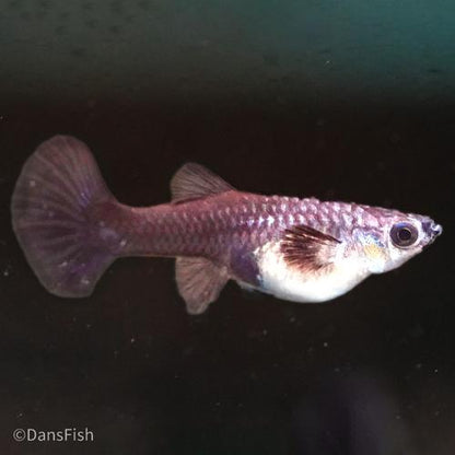 Blue Halfmoon Guppy, Pair (1M1F)