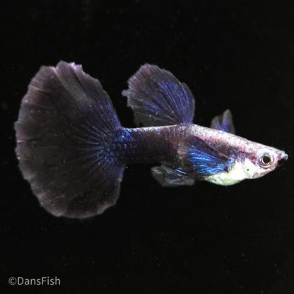 Blue Halfmoon Guppy, Pair (1M1F)