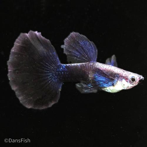 Blue Halfmoon Guppy, Pair (1M1F)