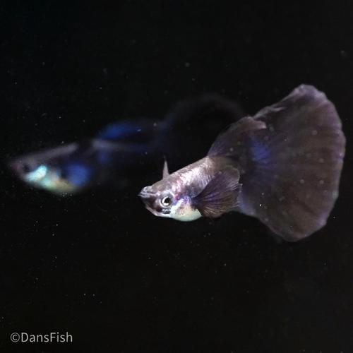 Blue Halfmoon Guppy, Pair (1M1F)