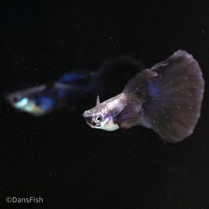 Blue Halfmoon Guppy, Pair (1M1F)