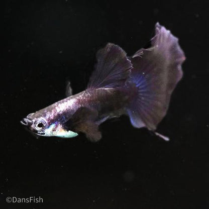 Blue Halfmoon Guppy, Pair (1M1F)