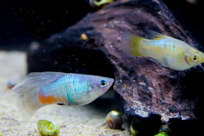 Blue High-Fin Variatus Platy, Pair (1M1F)