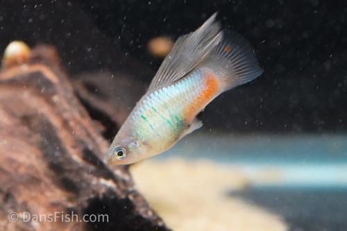 Blue High-Fin Variatus Platy, Pair (1M1F)