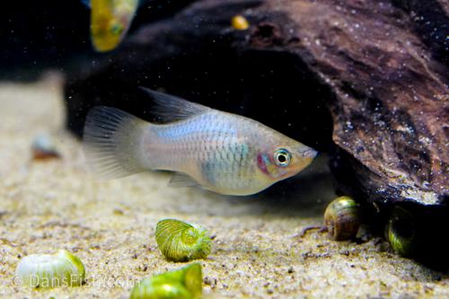 Blue High-Fin Variatus Platy, Pair (1M1F)