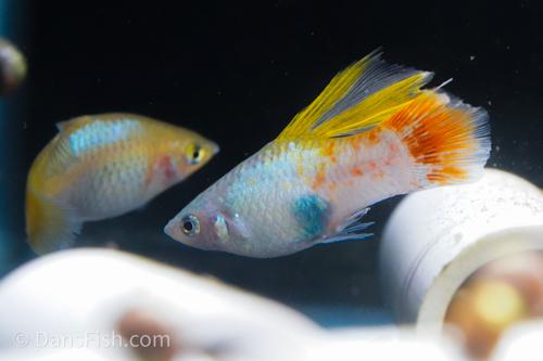Blue High-Fin Variatus Platy, Pair (1M1F)
