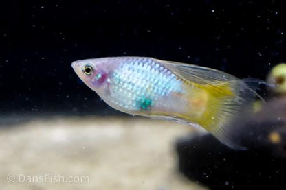 Blue High-Fin Variatus Platy, Pair (1M1F)