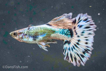 Blue Ivory Guppy, Pair (1M1F)