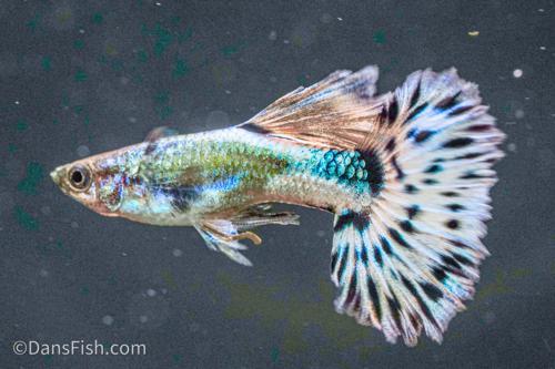 Blue Ivory Guppy, Pair (1M1F)