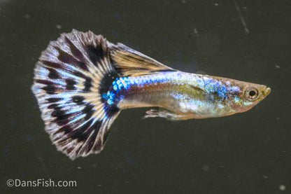 Blue Ivory Guppy, Pair (1M1F)