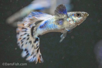 Blue Ivory Guppy, Pair (1M1F)