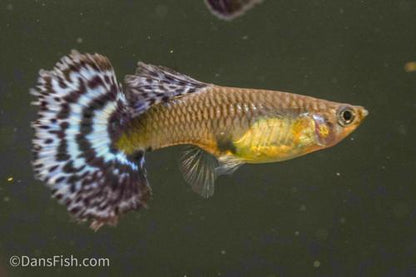 Blue Ivory Guppy, Pair (1M1F)