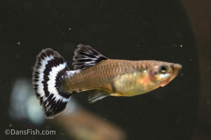 Blue Ivory Guppy, Pair (1M1F)