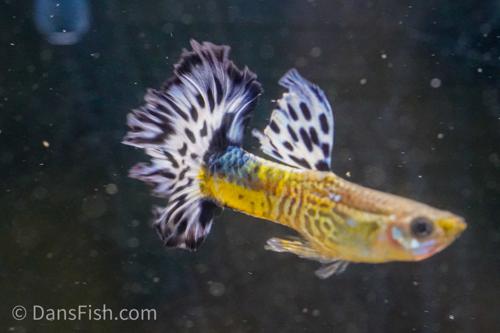 Blue Ivory Snakeskin Guppy, Female