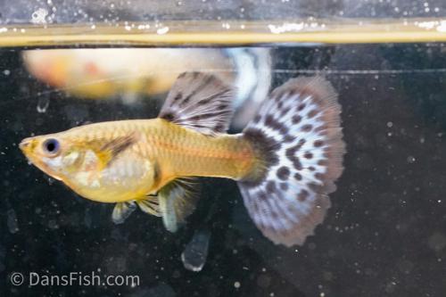 Blue Ivory Snakeskin Guppy, Female