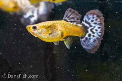 Blue Ivory Snakeskin Guppy, Female