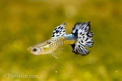 Blue Ivory Snakeskin Guppy, Female